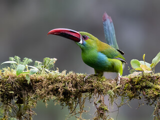 Naklejka premium Crimson-rumped Toucanet Perched on Mossy Branch in Cloud Forest