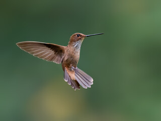 Naklejka premium Fawn-breasted Brilliant Hummingbird Hovering In Mid Air Over Green Background