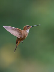 Naklejka premium Fawn-breasted Brilliant Hummingbird Hovering In Mid Air Over Green Background