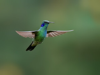 Fototapeta premium Lesser Violetear Hummingbird Hovering in Flight Against Green Background