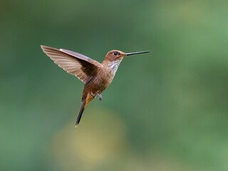 Fototapeta premium Fawn-breasted Brilliant Hummingbird Hovering In Mid Air Over Green Background
