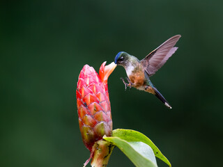 Fototapeta premium Female Long-tailed Sylph Hummingbird Feeding From Pink Ginger Flower
