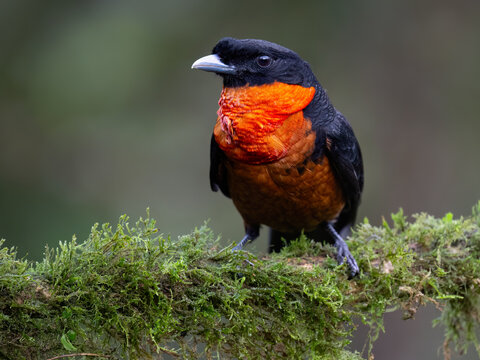 Red-ruffed Fruitcrow Perched on a Mossy Branch in Rainforest