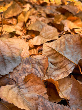Autumn leaves covering ground, sunlight creating warm textures