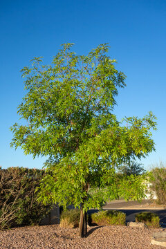 Thornless honey locust tree Gleditsia Triacanthos var Inermis growing in a desert landscape in Phoenix Arizona under blue sky