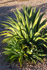 Obraz premium Smooth Agave Desmettiana growing in a gravel desert garden landscape under bright morning sun, in Phoenix, Arizona