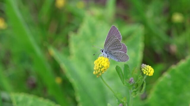 clip of a cupido minimus the small blue butterfly on a medicago lupulina blossom