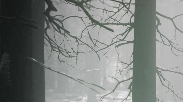 The scene shows a dense forest with tall trees barely visible through thick fog. The cold air creates a mysterious atmosphere. Dead branches reach out within the gray mist.