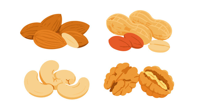 Vector set of almonds peanuts cashews and walnuts