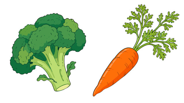 Broccoli and carrot isolated vegetable vector illustration