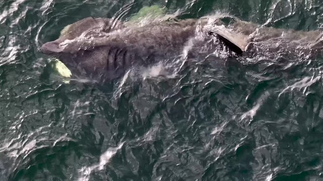 Aerial view of basking sharks in Donegal Bay - Ireland
