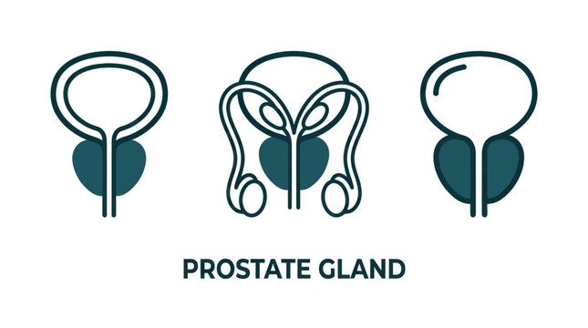 Human prostate gland anatomical diagram and icons.