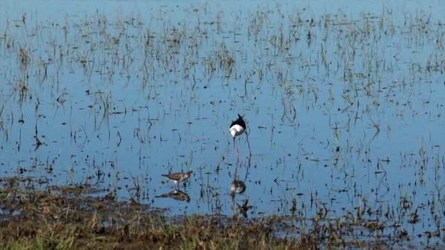 uccelli che si muovono in una palude fluviale a caccia di cibo, di giorno, in primavera, video in tempo reale