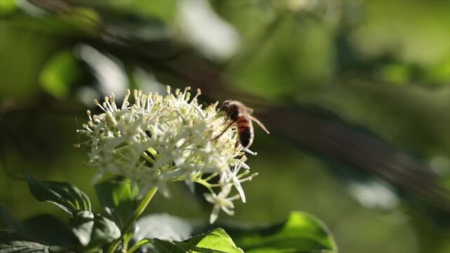 ape che prende il polline da un fiore e poi vola via, di giorno, in primavera, video al rallentatore