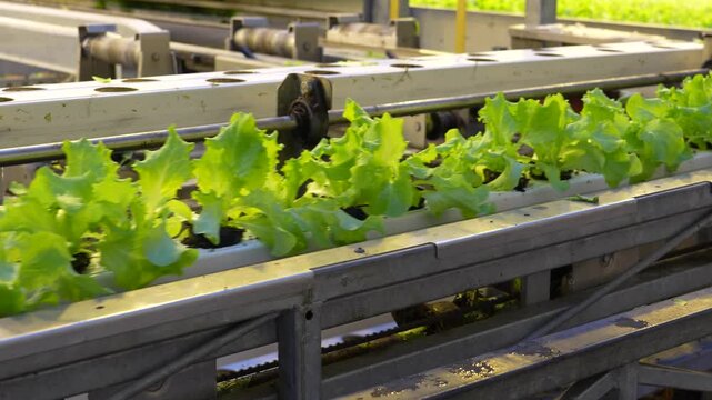 Rows of vibrant green lettuce plants thrive in a clean hydroponic farming system. The young plants move on an automated conveyor in a bright greenhouse