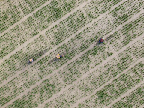 Aerial view of farmers matun or weeding in a flooded rice paddy field in Piyungan, Special Region of Yogyakarta, Indonesia.