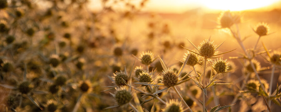 Abstract warm landscape thistle dry wildflower and grass meadow on warm golden hour sunset or sunrise time. Tranquil autumn fall  summer nature field background. Soft golden hour sunlight countryside