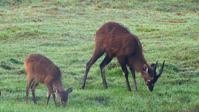 sitatunga buck and female, Tragelaphus spekii, eat grass by the river 129