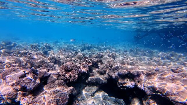 Various tropical fish in the water,  shallow ocean and damaged coral reef. Underwater video with the fish. Marine life and colourless damaged coral reef, snorkel trip, travel footage.