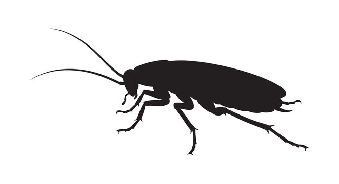 Black cockroach silhouette against a white background silhouette