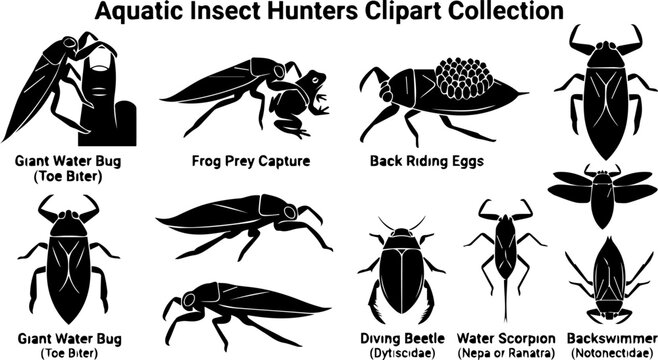 Aquatic Insect Hunters Silhouette Set &ndash; Frog Prey Capture, Diving Beetle, Water Strider Icons
