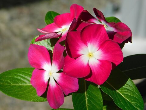 Rosy periwinkle, or Catharanthus roseus, flowers