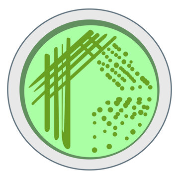 Bacterial Streak Plate Method on Green Agar Vector Illustration