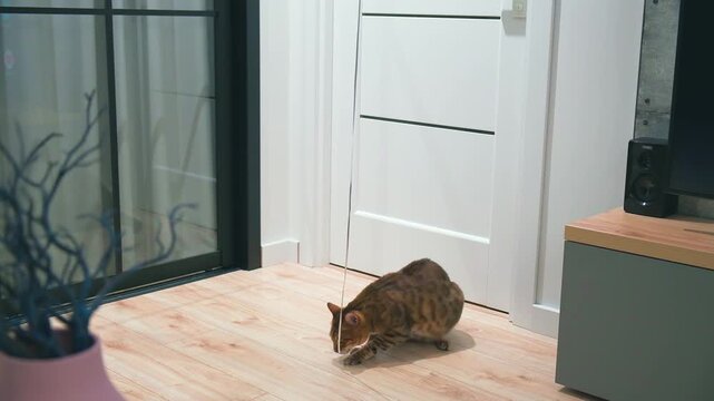 Cute funny cat is playing with rope thread balloon. Happy pet plays jumps runs bites, beautiful healthy kitten is Bengal breed. mdern interior bright white room. Brown fur black spots little leopard.