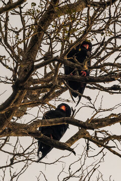Two Bateleur eagles perched in a tree and looking down, in Hlane Royal National Park, Eswatini