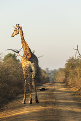 A solitary Southern Giraffe, Giraffa giraffa, walking down a dirt road in Hlane Royal National Park, Estwatini, in the early morning light © Marieke