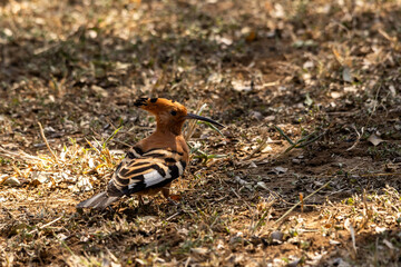 An African Hoopoe, Upupa Africana, with its crest down on the ground in Hlane Royal National Park, Eswatini © Marieke