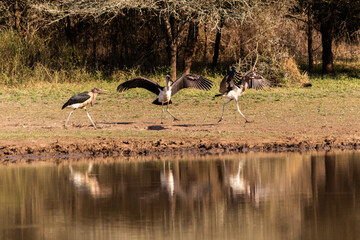 A series of Action shots of Marabou storks playing with a stick and caching each over at Mahlindza Dam, in Hlane Royal National Park, Estwatini © Marieke