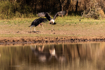 A series of Action shots of Marabou storks playing with a stick and caching each over at Mahlindza Dam, in Hlane Royal National Park, Estwatini © Marieke