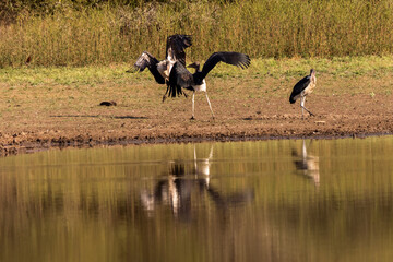 A series of Action shots of Marabou storks playing with a stick and caching each over at Mahlindza Dam, in Hlane Royal National Park, Estwatini © Marieke