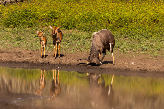 A Nyala bull busy rubbing its horns in the mud with an ewe and foal, next to it at Mahlindza Dam, in Hlane Royal National Park, Eswatini,