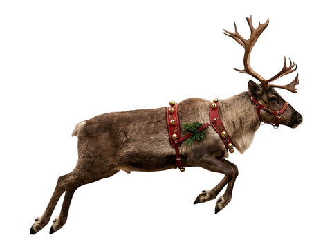 Flying Christmas Reindeer with Red Harness on Transparent BG