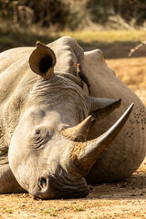Head view of a white rhino (Ceratotherium simum) sleeping peacefully with a a red billed oxpecker perched between its ears in Hlane Royal National Park, Estwatini. © Marieke