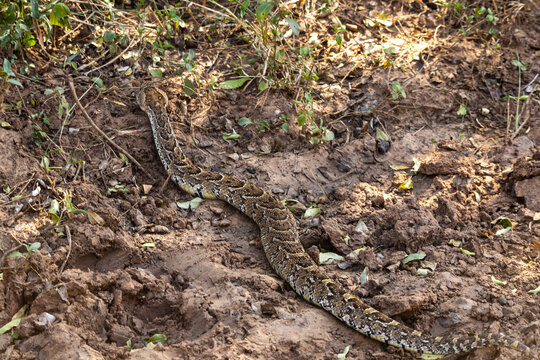 A Puff Adder (Bitis arietans) slithering over the uneven ground at the roads edge in Hlane Royal National Park, Eswatini.