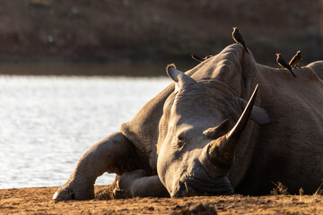 A  white rhino (Ceratotherium simum) sleeping with a group of red-billed oxpecker perched on its back, next to the water of the waterhole at Ndlovu rest camp, at Hlane Royal National Park, Estwatini, © Marieke