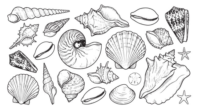 Vintage seashell line art collection, hand drawn nautical sea shell vector set, black and white marine life illustrations for summer branding isolated on White Background
