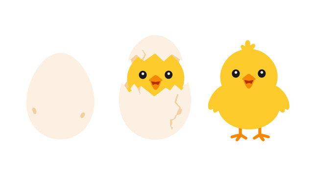 Stages of a yellow chick hatching from an egg vector