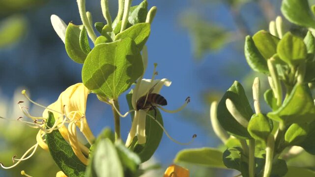 ape che vola tra i fiori e prende il polline, di giorno, in primavera, in un ambiente naturale, video in tempo reale