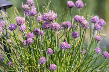 Obraz premium Blooming Chive, Allium Schoenoprasum Flowers in Garden with Purple Blossoms and Green Stems, Photography.
