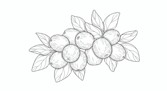 Minimalist botanical line drawing of a jujube fruit cluster with leaves. Hand-drawn ziziphus jujuba sketch on a white background, suitable for coloring book or food illustration.
