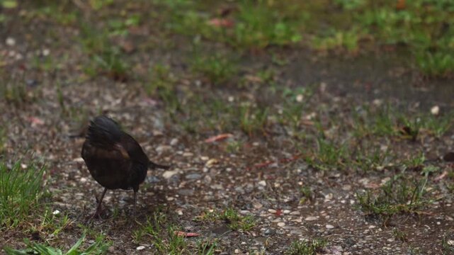 merlo comune che saltella tra l'erba su un terreno naturale e va in cerca di cibo dopo un temporale