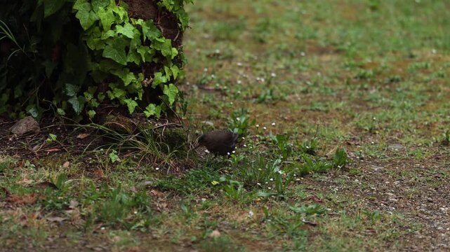 merlo comune che si sposta salellando su un prato erboso alla ricerca di cibo dopo un temporale