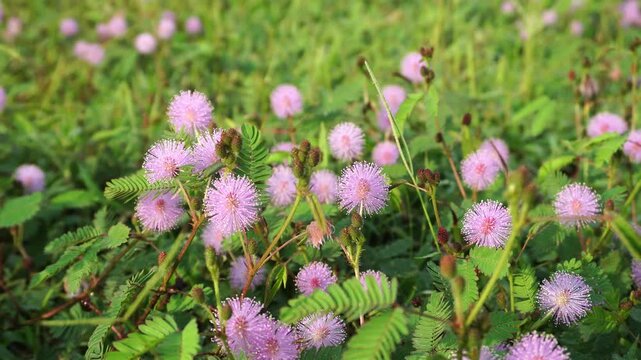 Real speed video captures Mimosa pudica or Sensitive Plant dancing naturally in wind. High quality framing delivers sharp focal clarity on round pink flowers with a smooth blur background.