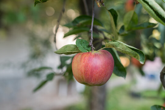 Sunlit Ripe Apple Growing on Tree in Autumn Orchard