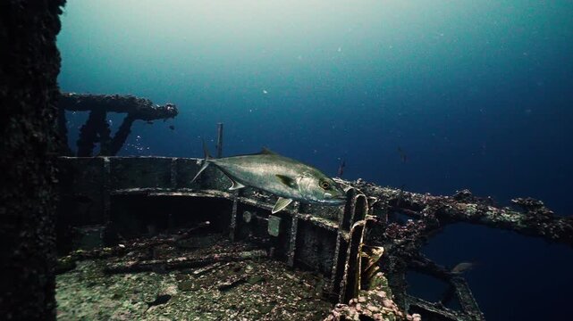 Amberjack Swimming Around the Sunken USS Oriskany Aircraft Carrier Shipwreck