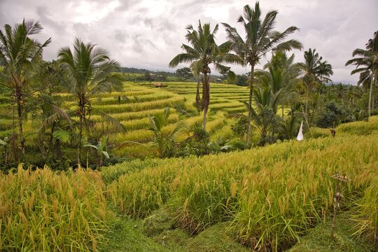 Beautiful wide-angle panoramic view of the lush green Jatiluwih rice terraces cascading under a dramatic cloudy sky, showcasing traditional subak agriculture in Bali, Indonesia.